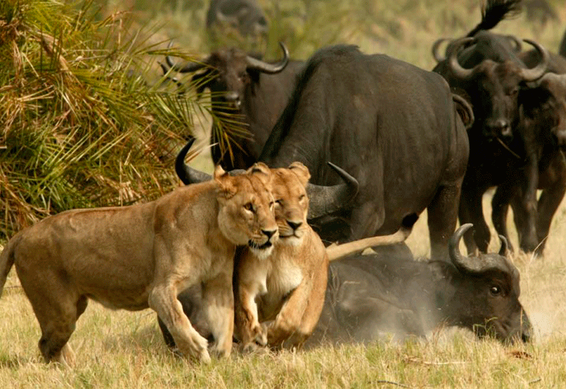 Львы на охоте